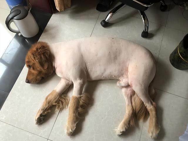 金毛好养吗金毛犬怎么养，金毛狗狗好养吗（原来这就是它“饲养率”飙升的原因）