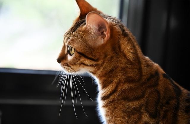 入门级的微单相机哪个好，佳能全画幅微单应该如何选择