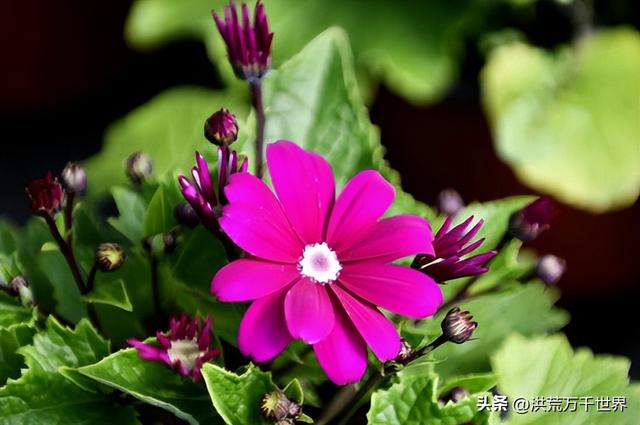 送花花语有鲜花的花语，送花花语有鲜花的花语有哪些（300种花的寓意和花语）