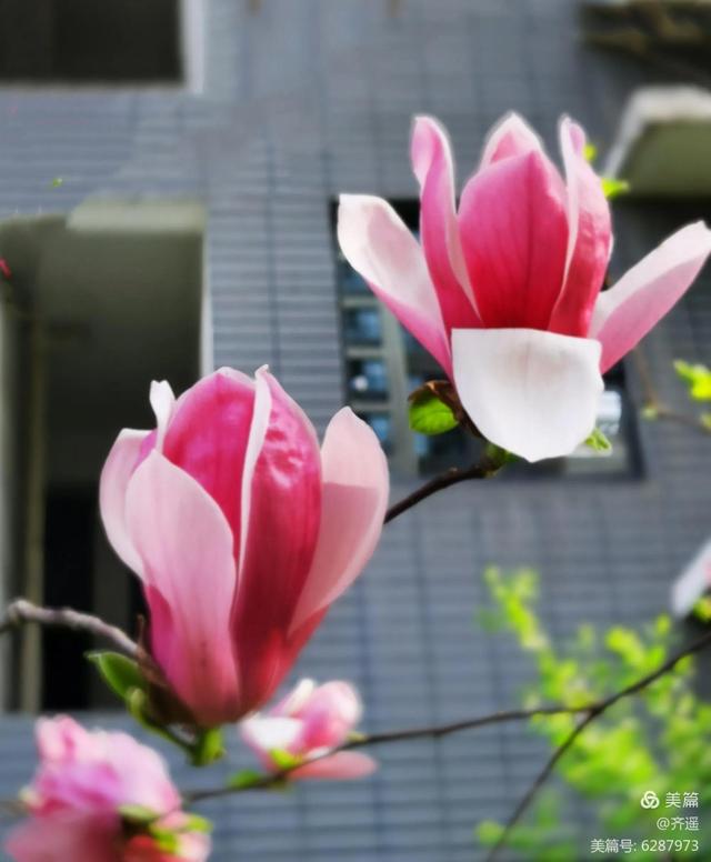 杏花简笔画简单又好看，杏花简笔画（初春的简笔画<齐遥>）