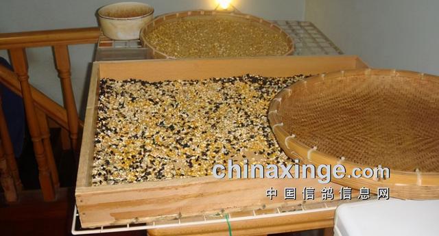 什么鸽子引天落，什么叫天落鸽子（引赛绩鸽修得正果——飞出三关鸽王冠军）