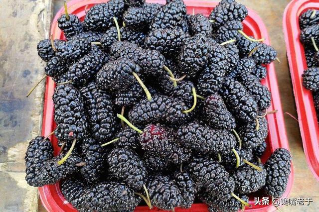 怎么挑选嘉宝果，怎么挑选嘉宝果选树叉多的好吗（惊蛰过后：无论有钱没钱）