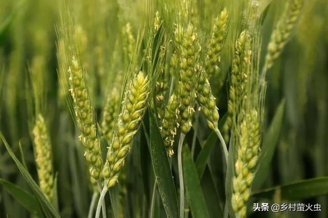 年成是什么意思，惊蛰打雷是什么意思（好年成；立夏不起阵）