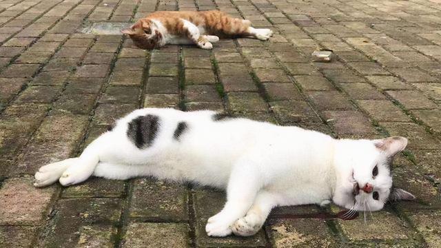 家里死了猫的禁忌，猫咪离世后怎么处理（猫咪死后不能埋土里）