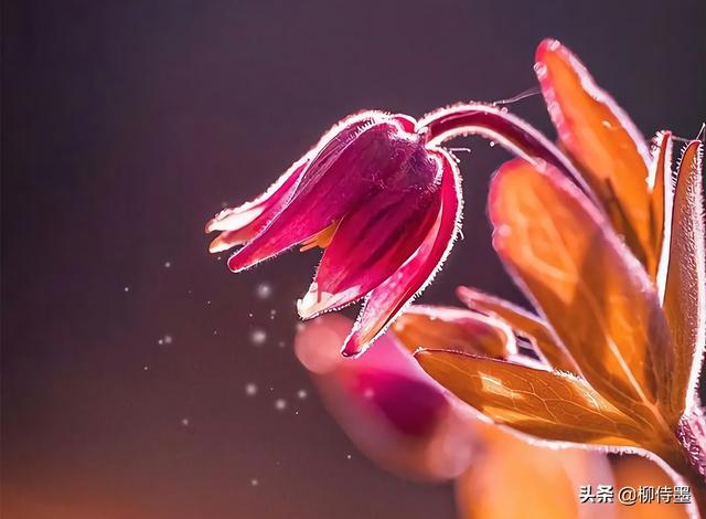 马路拍照技巧，马路拍照技巧视频（花朵不要“胡乱拍”）