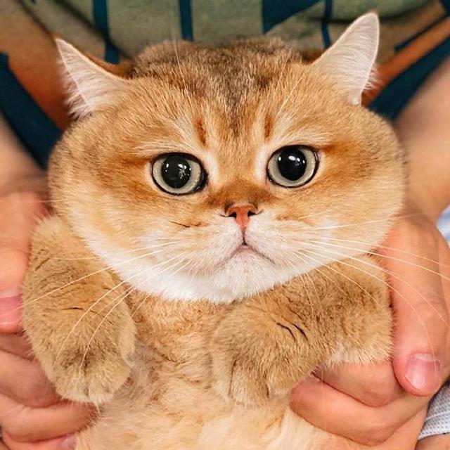 光猫是什么样子的图片，什么是光纤（金渐层的6大优点）