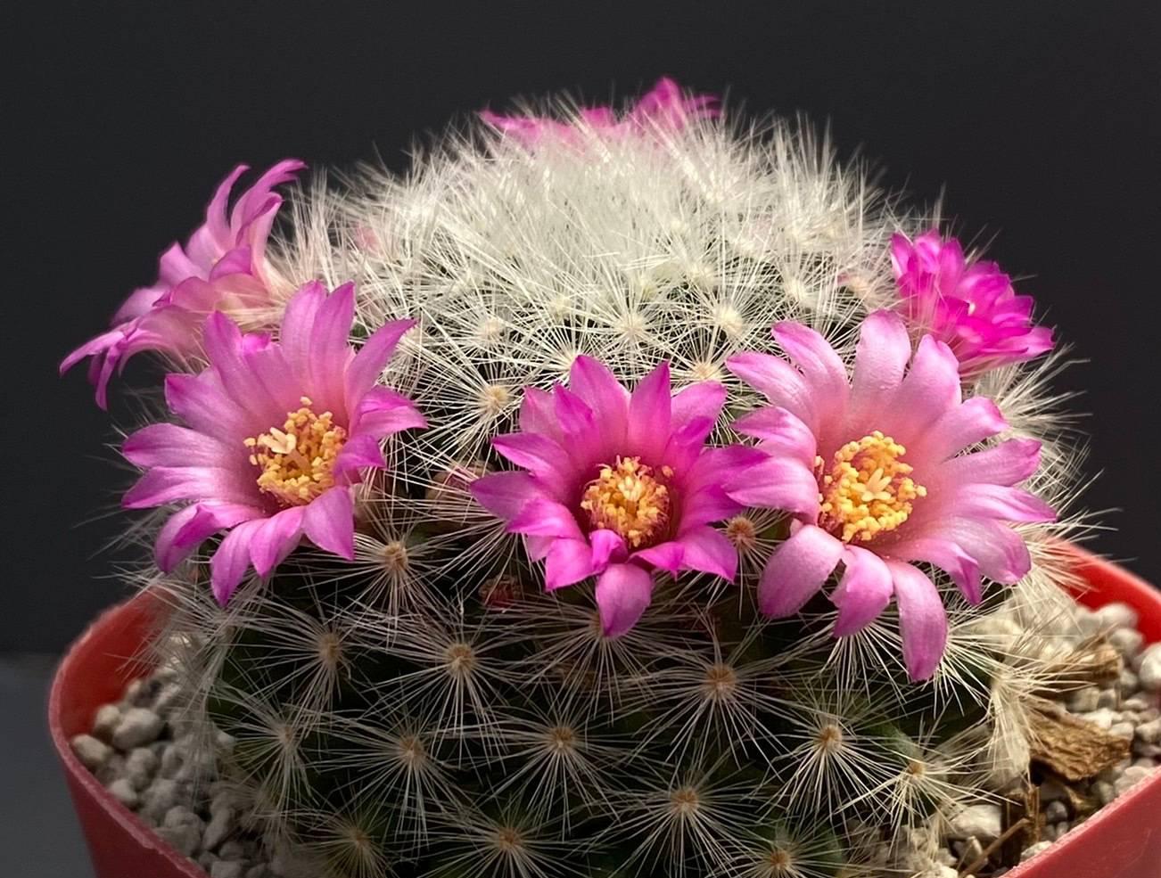 仙人球花苞期的养护(做"3步",顺利过冬,又肥又壮,花苞满头) - 彝家