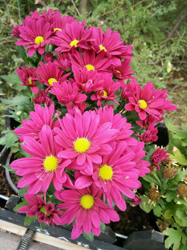 夸赞女人漂亮的句子，夸女人的美言佳句（女人如花，绚烂绽放，活出精彩）