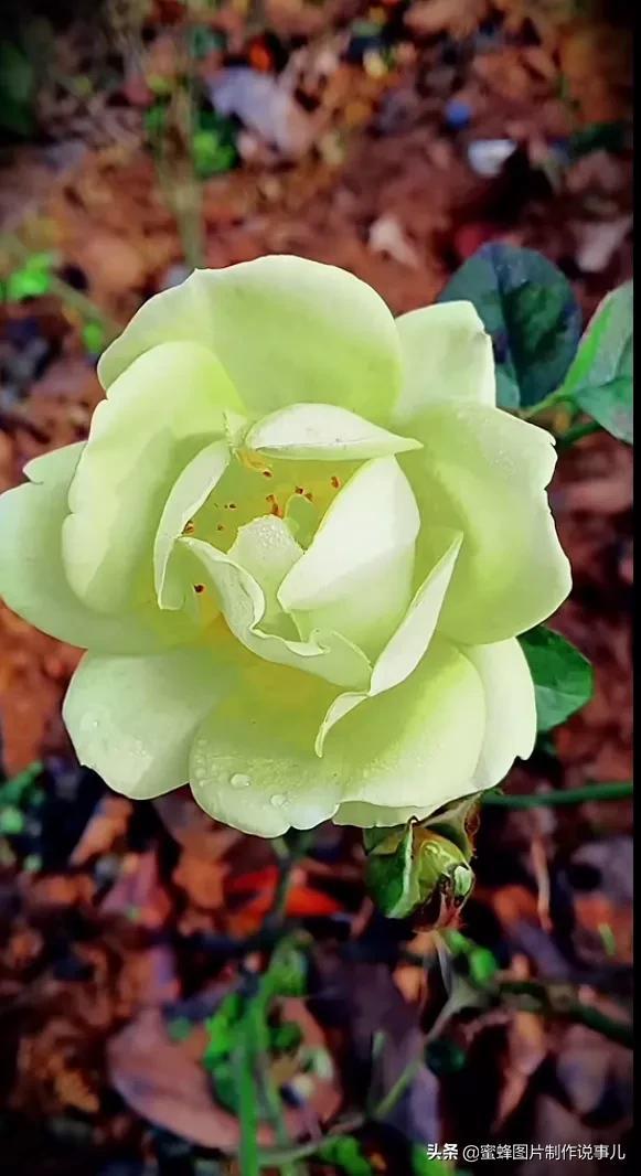 腊梅图片，一花一世界（腊梅图片）