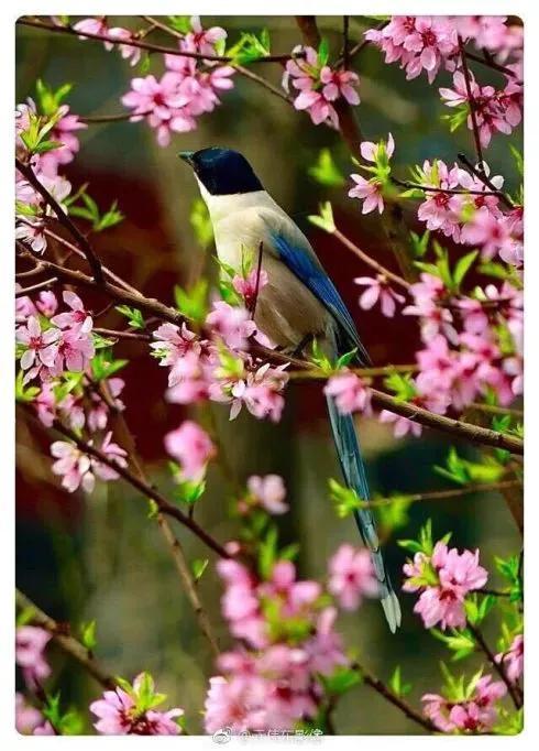 喜鹊图片大全大图，喜鹊的种类及分布图（喜鹊吉祥图片，精美手机壁纸）