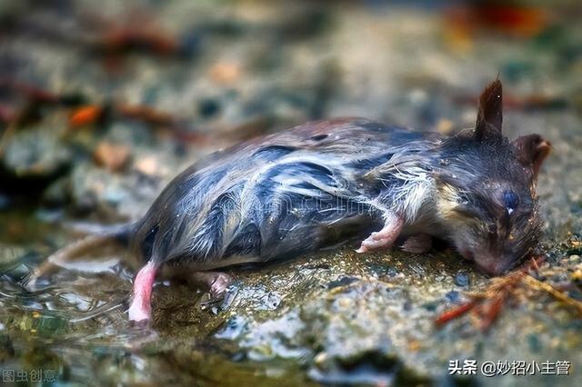 老鼠最喜欢吃什么，老鼠最喜欢吃什么食物（家里有老鼠别着急）