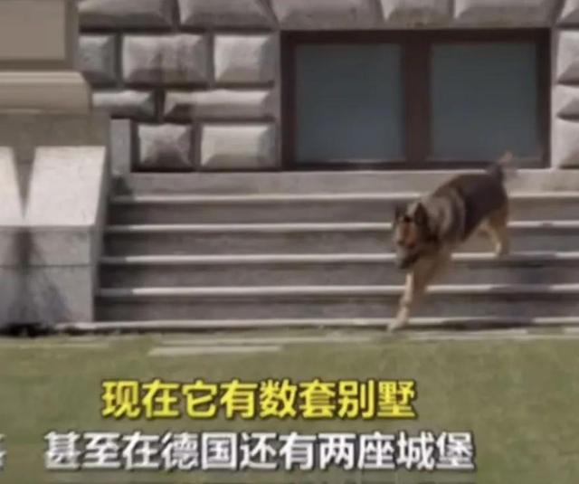 德国最贵的狼犬，世界上最有钱的狗狗冈瑟四世德国狼犬主人给他留下了3.73亿美元
