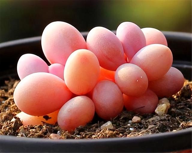 桃蛋夏天为什么必死，桃蛋为什么叫桃蛋（为何如今屡屡遭人嫌弃）