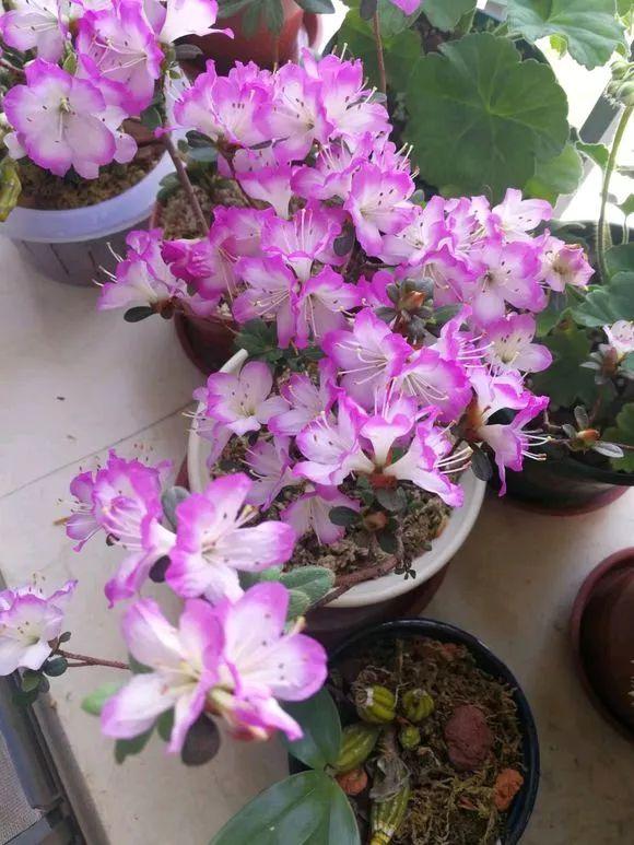 春节花卉品种大全大图，春节遇花期，五彩斑斓过新年