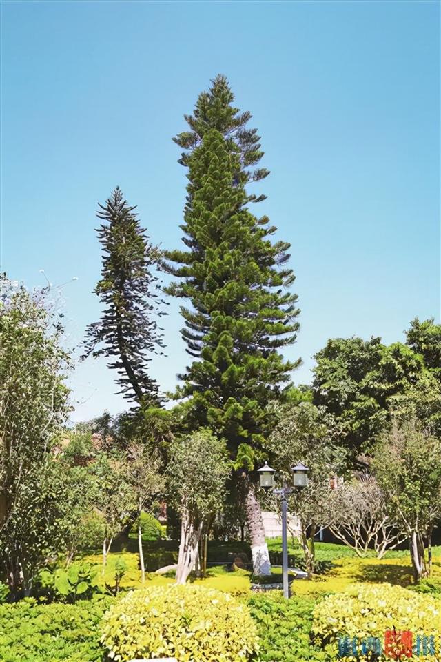 大叶樟的功效与作用，大叶樟木的功效与作用（寻厦门古树名木）