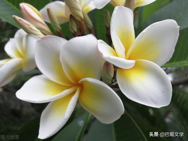 春天的事物（散文：春天的那些事情）