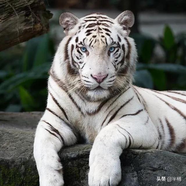 战力最强的老虎，老虎的战斗力排第几（豺狼虎豹中的豺究竟有多厉害）