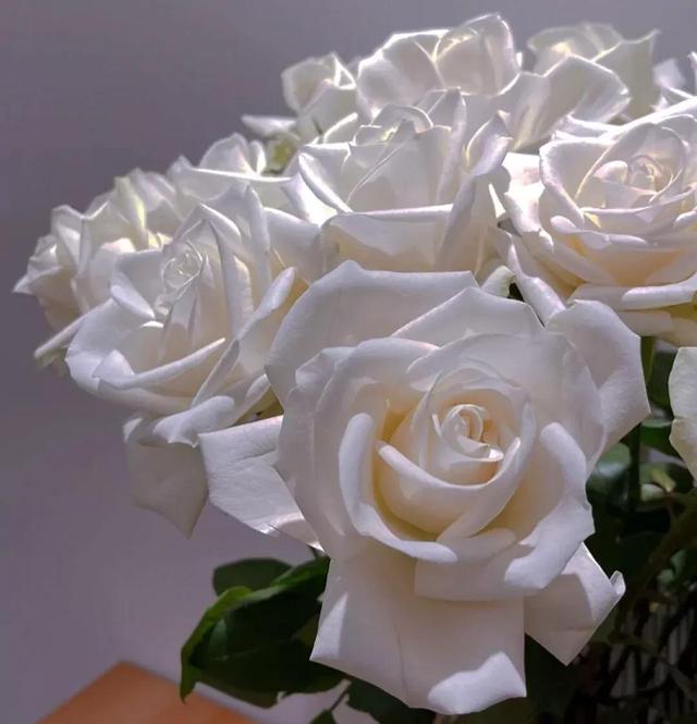 一朵红玫瑰花代表什么意思，红玫瑰代表什么意思（不同颜色玫瑰花的花语）
