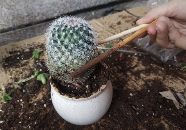 仙人掌不是花，没法让人捧在手心上。，仙人掌有什么品种（花大色艳开满了图片）