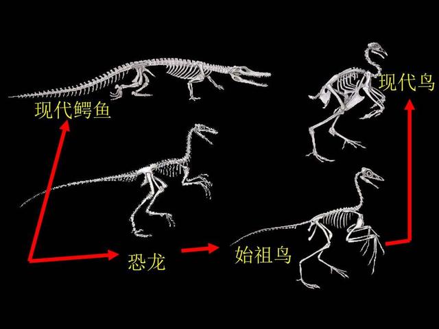 鸡鸭鹅和什么有关，最有可能和鸟类和禽类的动物（生物学家：鸡鸭鹅以及鸟类）