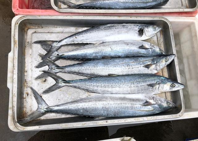 黑角安康鱼，专挑这5种鱼（安康鱼是哪里的鱼）