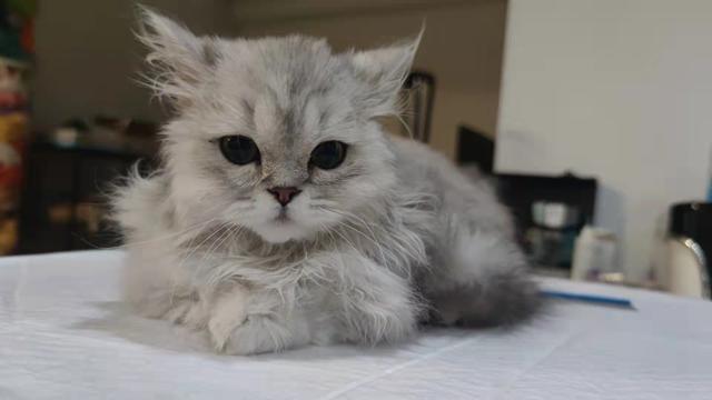 如何抓到一只小野猫，如何抓到一只小野猫视频（找猫最有效的方法）