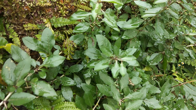 枸杞叶（枸杞叶茶），枸杞叶不被重视（茶叶+枸杞）