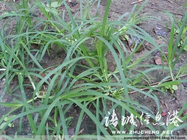 七星草的功效与作用，七星草的功效与作用（七星草都能治什么病）