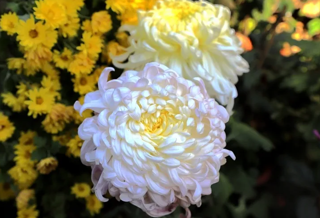 什么菊花泡茶最好，哪种菊花泡茶好喝（这3款菊花茶不容错过）