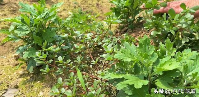 农村的这种野草大家认识吗，老人称“肿瘤草”