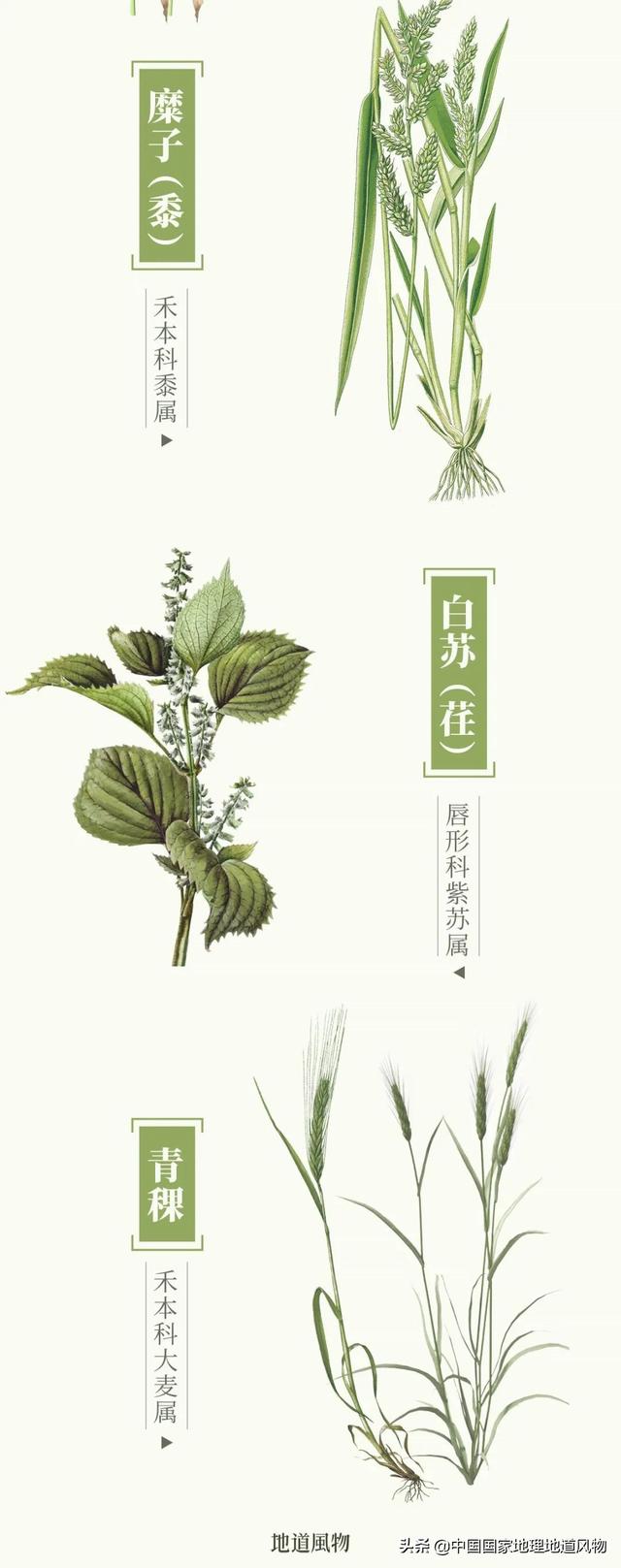 甜津津的食物有哪些，甜津津的食物有哪些呢（最地道的甘肃风味）