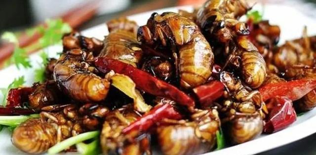 蝉怎么炒才好吃，蝉炒来吃有什么好处（不能错过的夏日应季美食——知了猴）