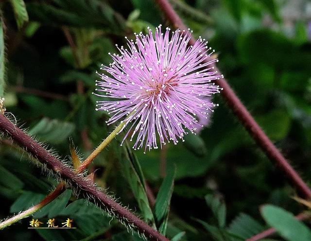 关于含羞草的资料，含羞草的资料介绍（入列世界十大奇异花草之九）