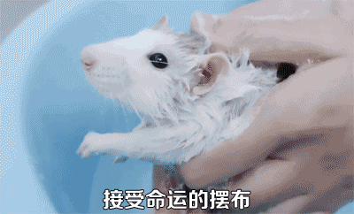 大白鼠和花枝鼠，大白鼠图片（原来有老鼠不脏不臭）