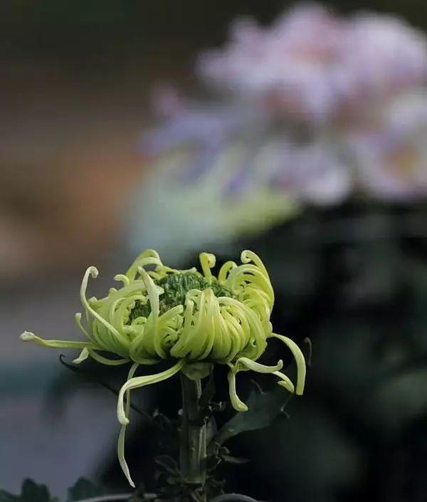 梅花象征什么，梅花象征什么青松象征什么雪花象征什么（中国十大名花排行榜）