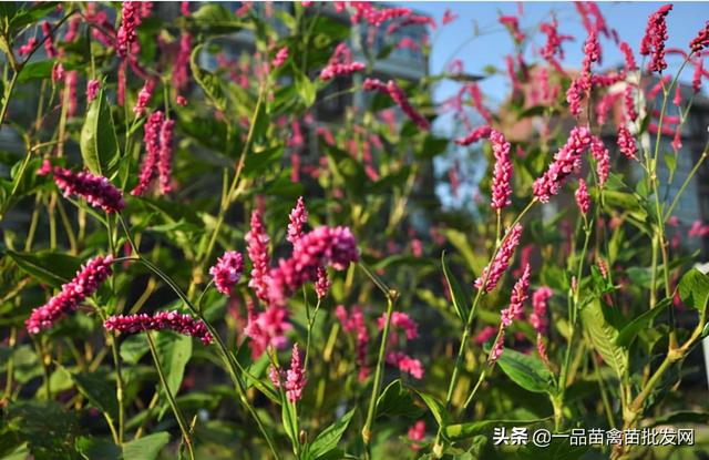 水蓼的概述是什么，水蓼什么意思（用这种水胡椒草可以有效解决）