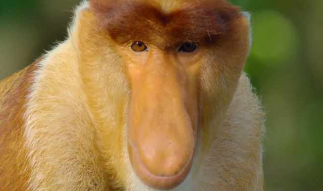 世界上最大的猴子,世界上最大的猴子是什么(长鼻猴用大鼻子求爱)