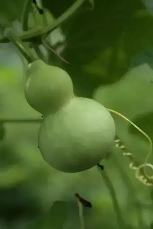 又是一组绿色图片，绿色绿色的图片（分享图片—绿色葫芦壁纸）