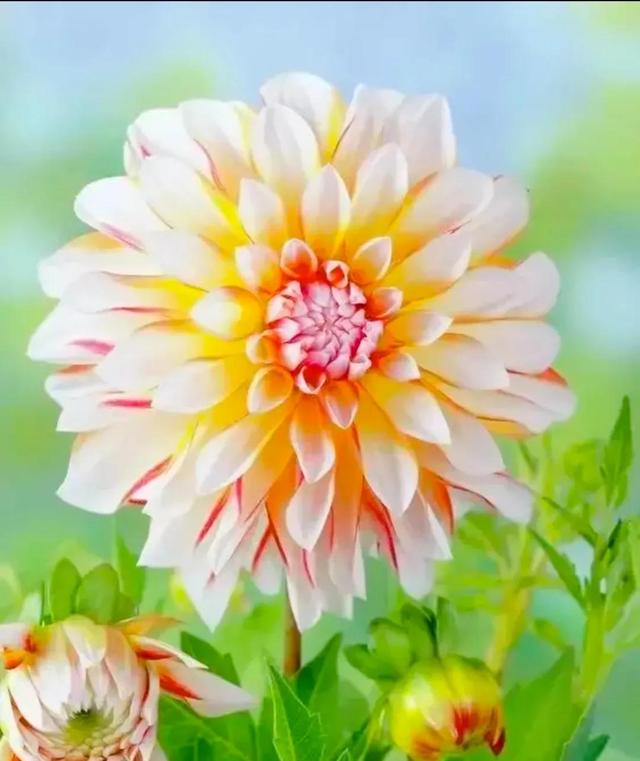 繁花似锦下一句是什么，一路繁花似锦下一句是什么（美醉你的心田）