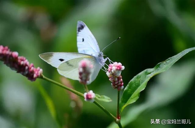 蝴蝶在花朵上干什么，蝴蝶与花的寓意象征（蝴蝶翩翩起舞在花朵上）