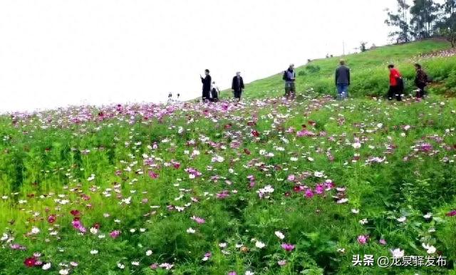 创建天府旅游名县丨桃花沟大片格桑花开得正艳～