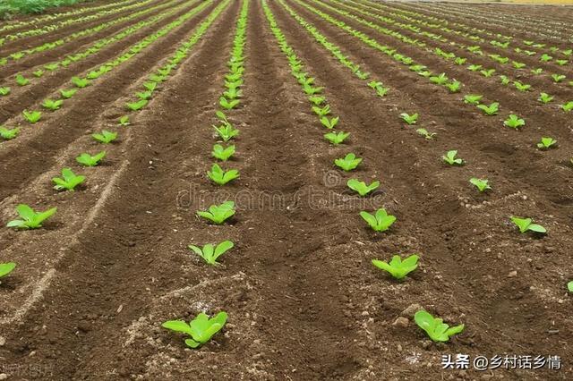 大白菜萝卜的种植方法，萝卜白菜到底什么时间种