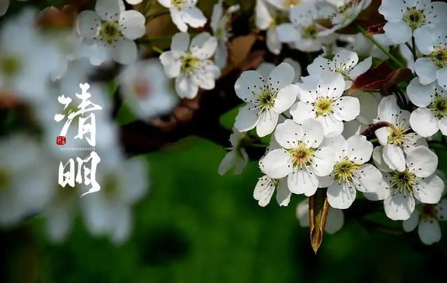 清明古诗的意思，清明古诗的意思是什么（十二首清明的诗词）