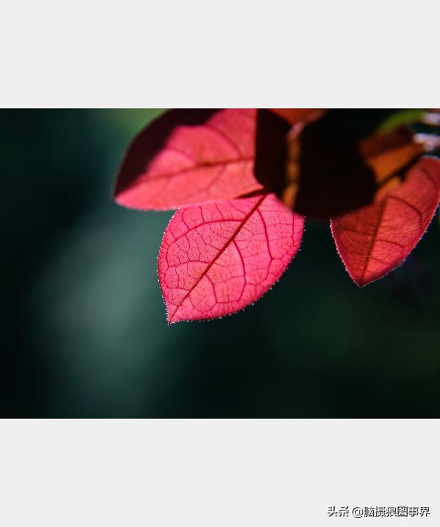 好看的图片。，好看的图片背景（实拍25张唯美的花草照片）