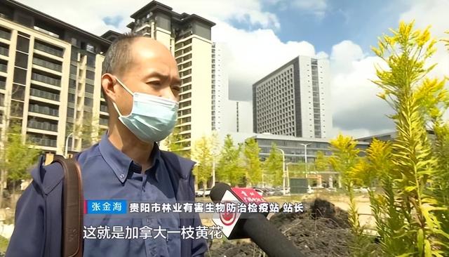 贵阳市花是什么花，贵阳市市花为什么是兰花（贵阳惊现“恶魔之花”）