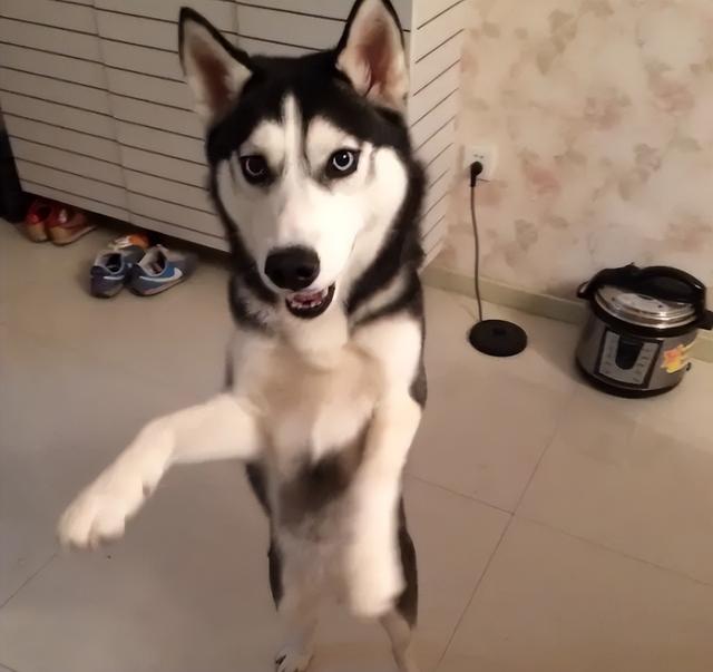 最不忠心的五种狗，最忠心的五种狗（最“忘恩负义”的5种狗）