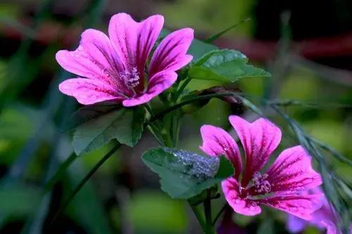 锦葵花寓意，锦葵花花语是什么（小巧精致的锦葵花）