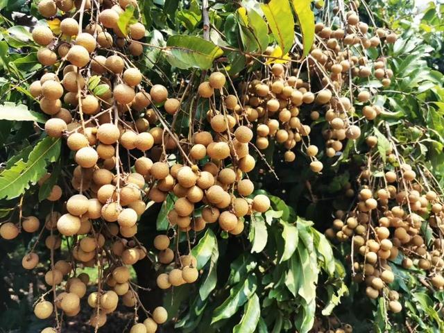 广西的特产水果有哪些，广西的特产有什么水果（满足水果控们的所有期望）