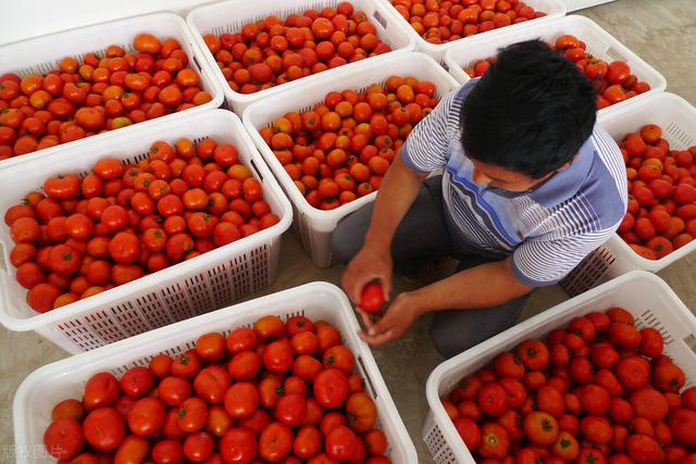 西红柿栽培技术，番茄种植技术是什么（整枝打叶不可少）