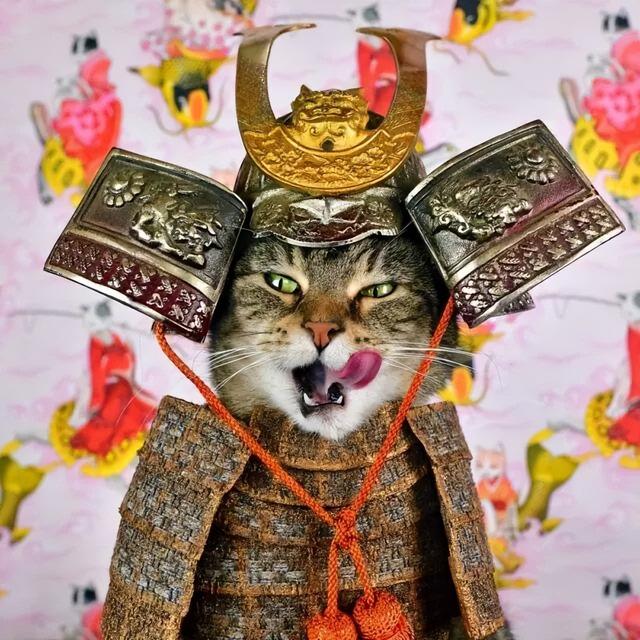 猫咪最长能活多久，，猫猫和人类年龄详细的换算表